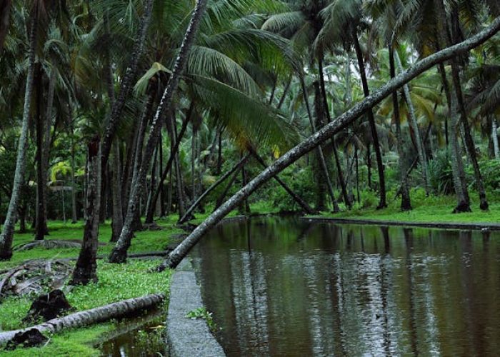 kochi-real-estate-nature kochi-real-estate-nature